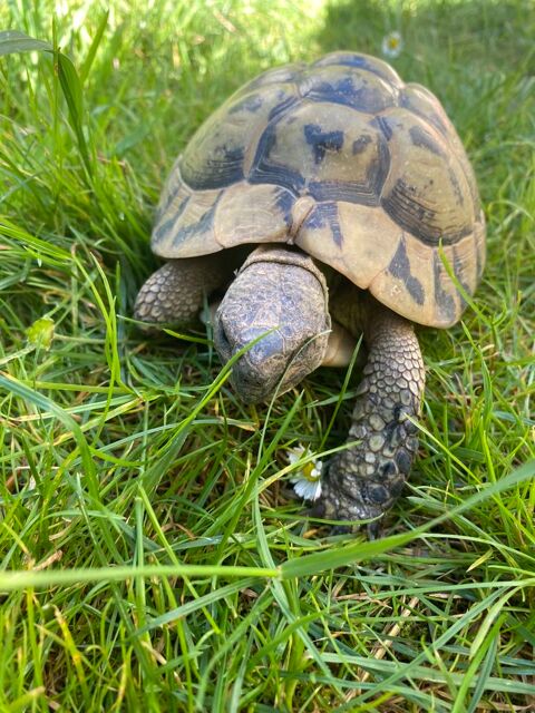 Tortue de terre  190 95140 Garges-ls-gonesse