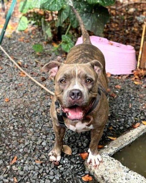 ✨️ ALMA ✨️ 🐶 290 79000 Bessines