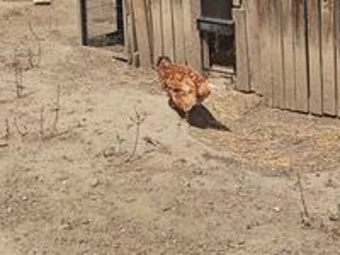   Poules pondeuses  