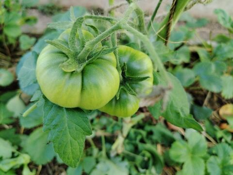 plants de l�gumes bio 1 Formerie (60)