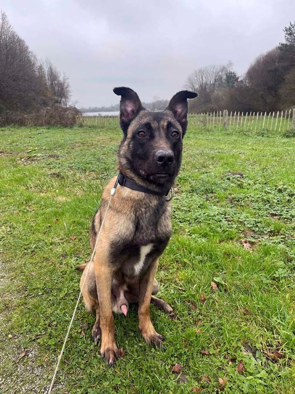   ZEUS, magnifique Malinois  adopter via l'association UMA  