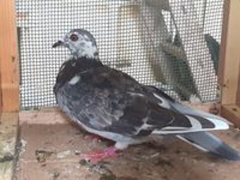   COUPLE de PIGEONS TYPE VOYAGEUR 