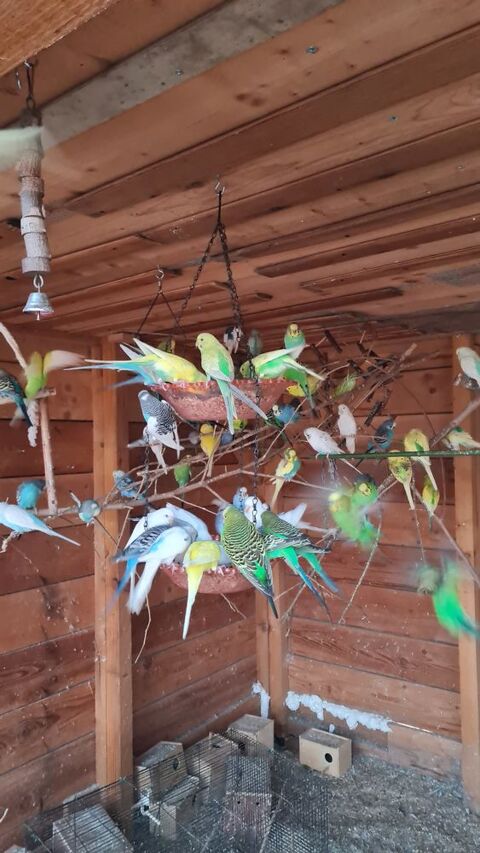 perruches toutes couleurs 20 34450 Vias