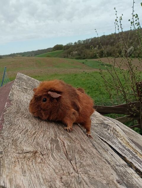 Cochon d'Inde femelle de race albynisienne 25 27700 Les andelys