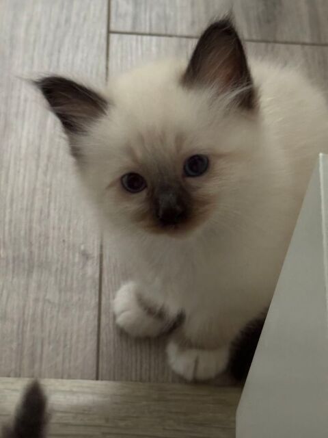 chatons sacré de birmanie 850 59510 Hem
