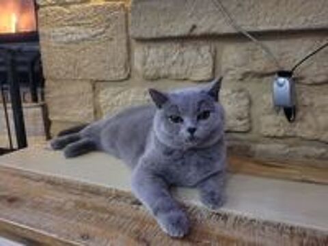   Cherche mâle british shorthair pour notre puce LOOF 