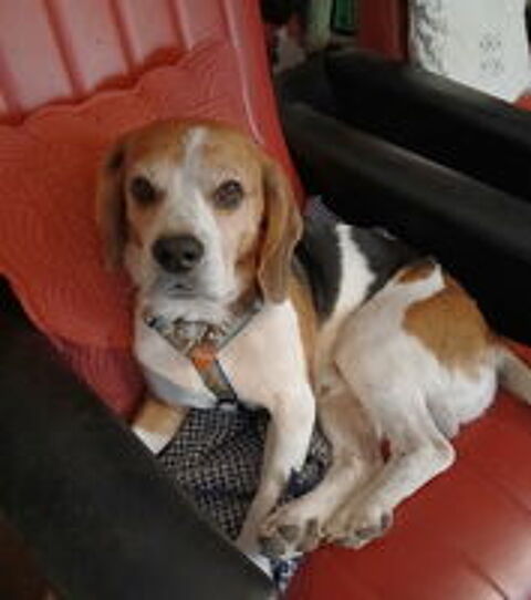   Voyou est � l'adoption!' 