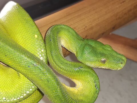 Python morlia Viridis Sorong 86530 Cenon-sur-vienne