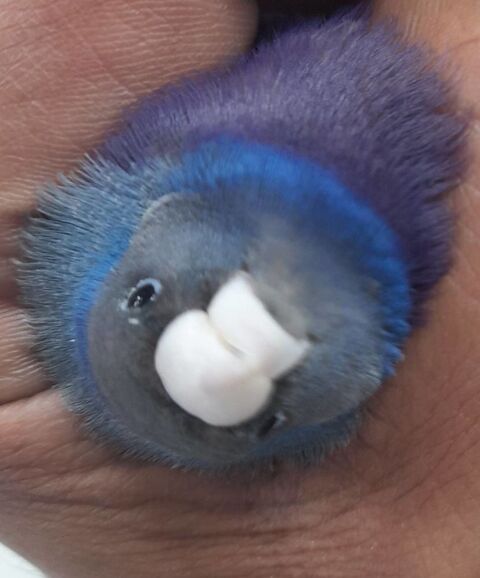 Gould bleus et argentés-b24 et b25-Mâles et femelles 45 18150 La guerche-sur-l'aubois