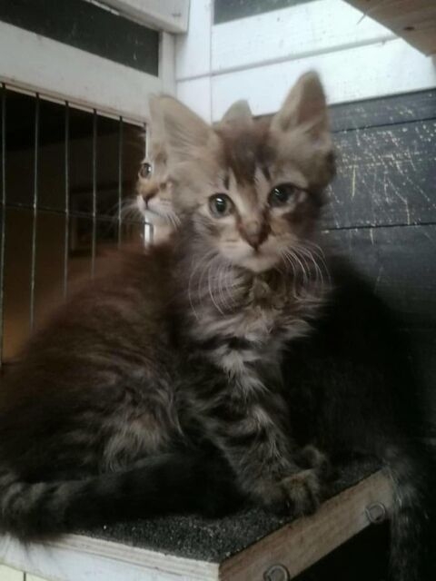 Baba chaton poils longs A ADOPTER 130 11000 Carcassonne