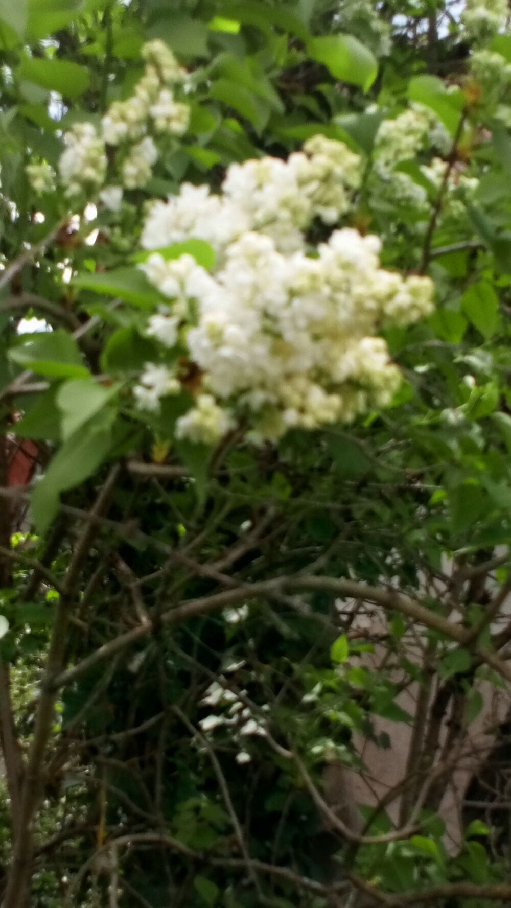 Lilas Mauve et Blanc Jardin
