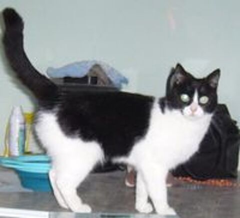  Sucrette belle chatte adorable de 15 mois 