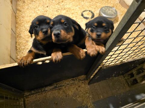 Rottweiler  850 77750 Saint-cyr-sur-morin