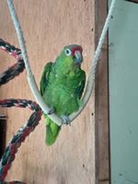   Amazone compris cage 