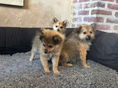   chiot spitz 