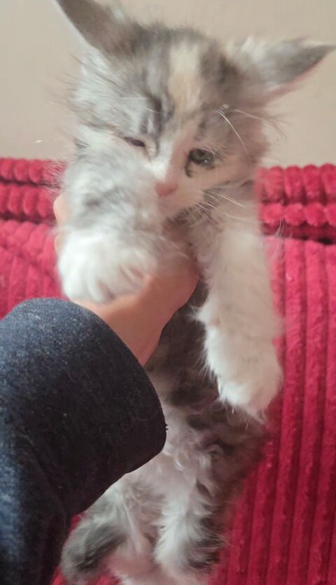 SUBLIME BEBE MAINE COON FEMELLE BLACK SILVER TORTIE BLANC 1600 77300 Fontainebleau