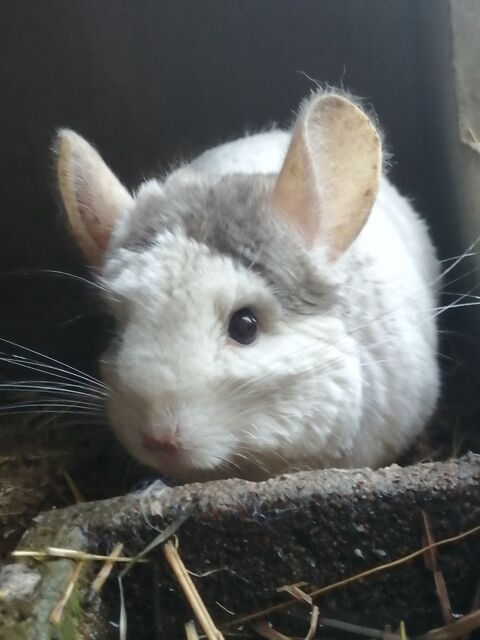 Chinchilla 0 79800 Pamproux