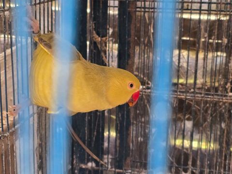 Femelle perruche a collier 120 77240 Vert-saint-denis