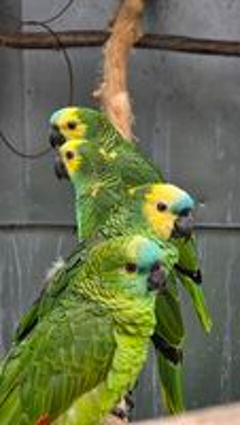   male perroquet amazone front bleu 