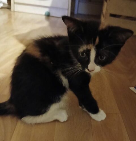 Superbe chaton 0 71600 Paray-le-monial