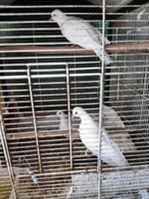  Colombes  