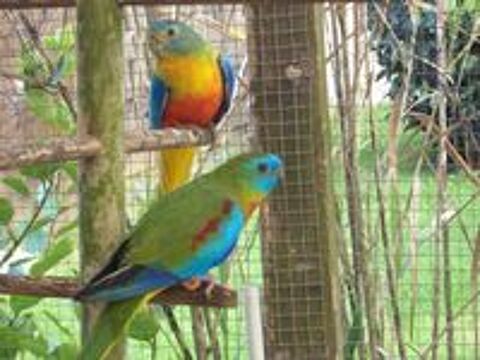   PERRUCHES TURQUOISINES 