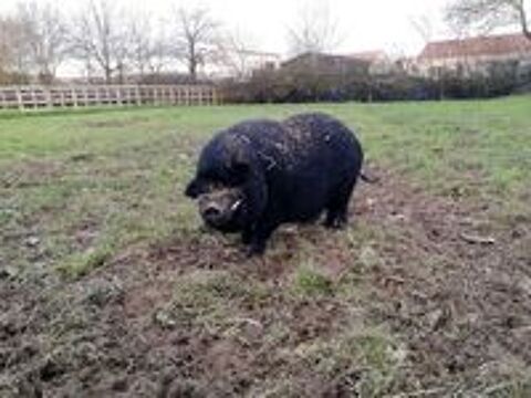   JULIETTO, gentil cochon vietnamien  l'adoption via UMA 