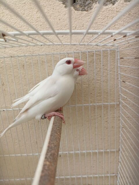 PADDAS DE JAVA MUTATIONS 25 31100 Toulouse