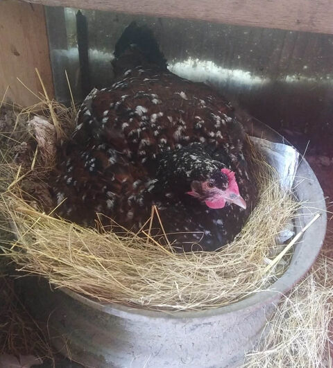 Poule et ses poussins 18 35800 Dinard