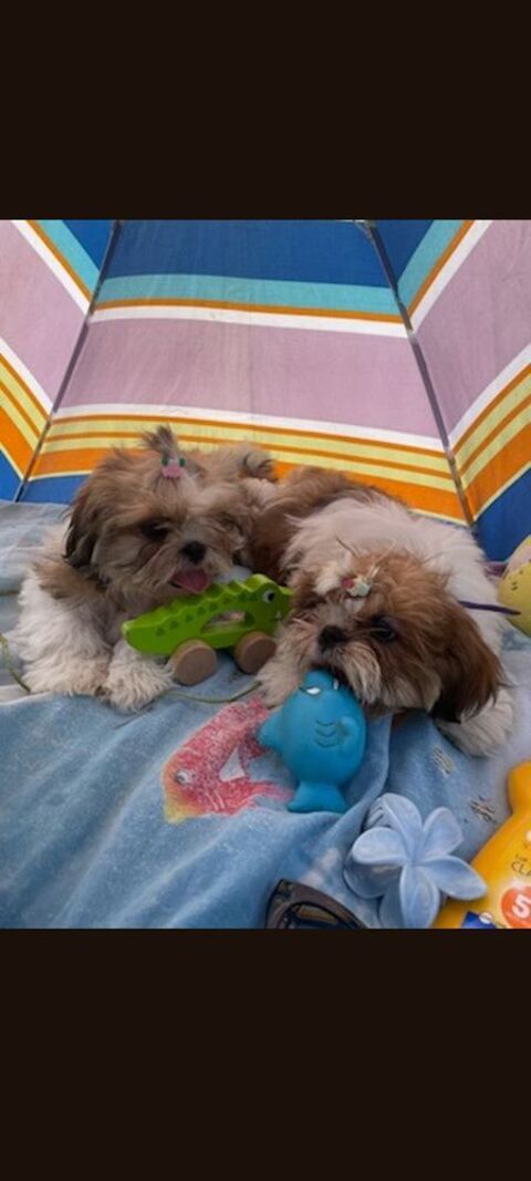Adorable femelles Shih. Tzu 900 62150 Houdain