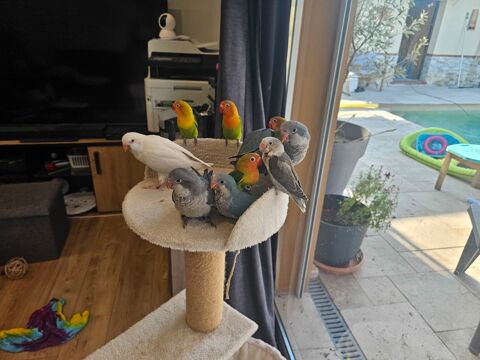 Conures souris EAM 250 66740 Villelongue-dels-monts