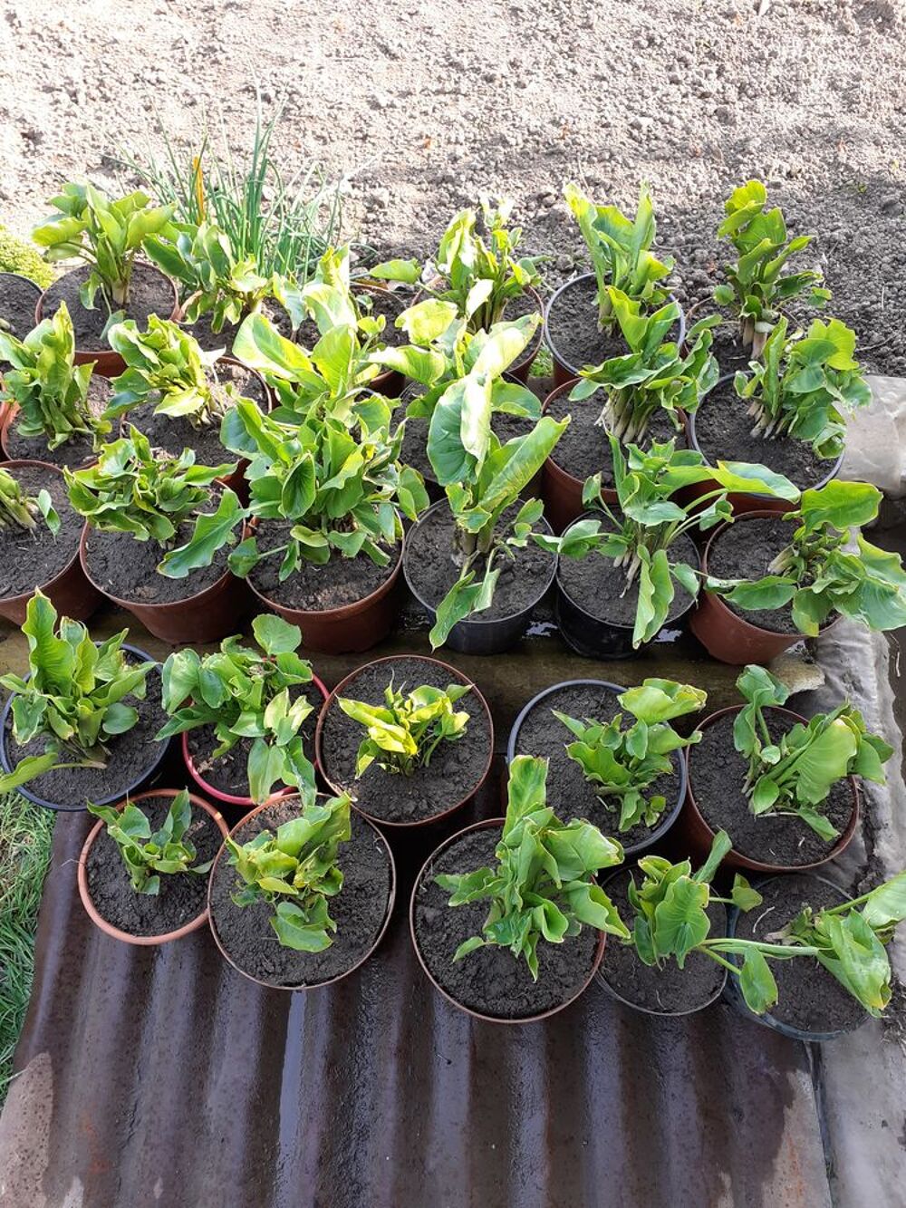 Pots d'arum blanc Jardin