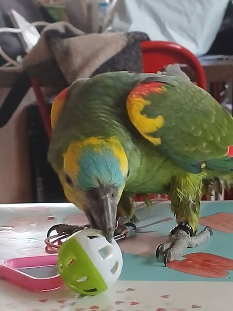 Perroquet amazone 900 24410 Festalemps