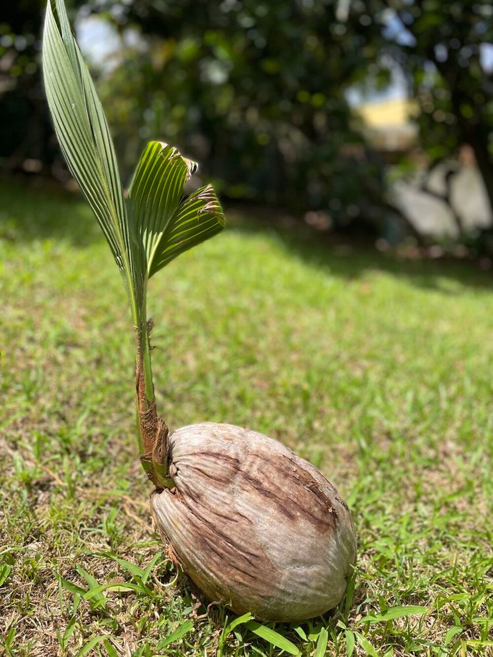 Plan coco nain Jardin