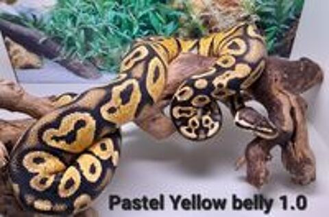   Python regius
