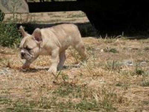   Chiot bulldog francais male 