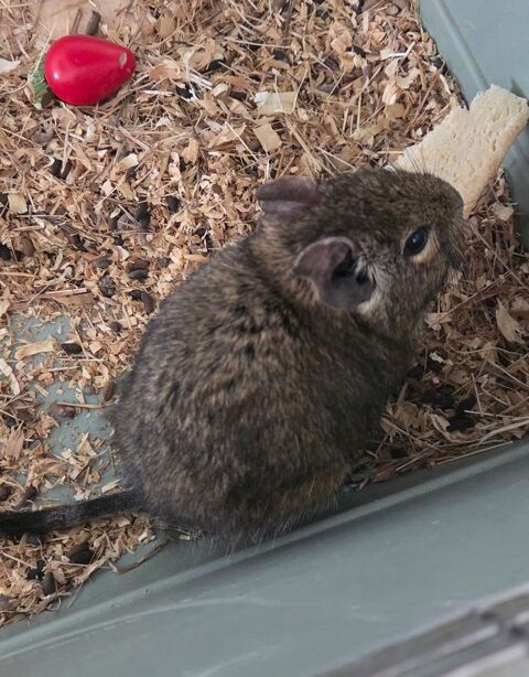 mon octodon &agrave; une personne s&eacute;rieuse et bienveillant 25 52100 Saint-dizier