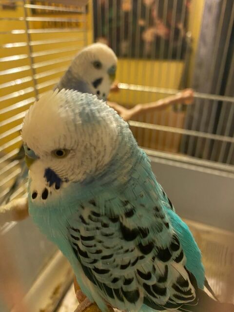 : 2 perruches ondul&eacute;es m&acirc;les + cage + accessoires 150 31240 Saint-jean