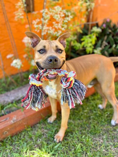 Omy, m&acirc;le crois&eacute; berger, n&eacute; le 31/01/2024🐶 380 37000 Tours