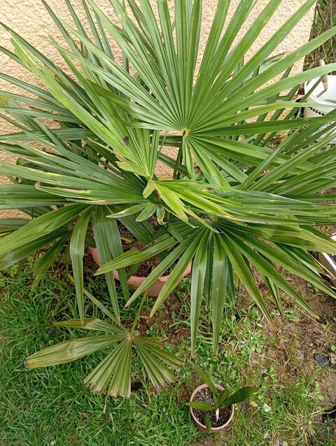 Palmiers de 5cm  1m6o 50 Vtheuil (95)