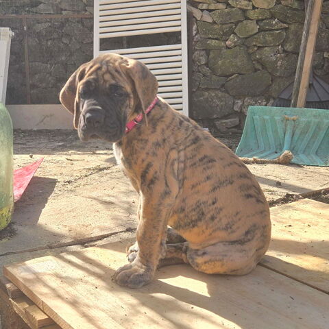 Chiots dogue allemand 900 83136 N�oules