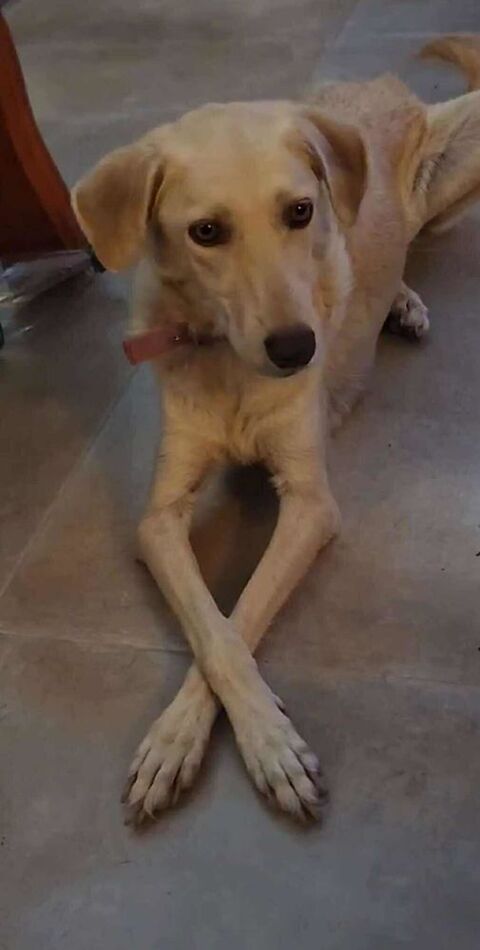 Suzie la belle et douce louloute 350 10370 Villenauxe-la-grande