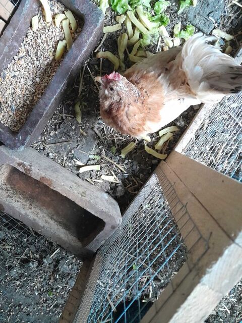 poule et coq chabo 0 62460 Divion