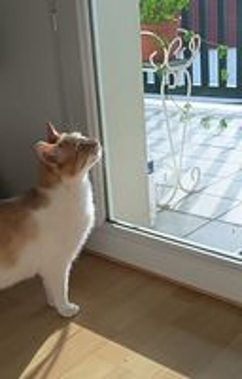   SYDNEY, jolie chatte rousse et blanche 