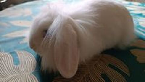   lapins nains beliers angora 