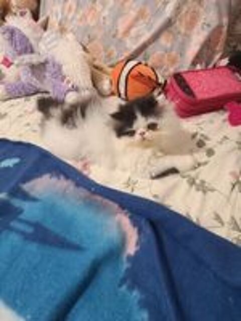   MAGNIFIQUES CHATONS PERSANS LOOF 