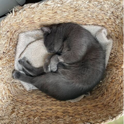 Bruce 190 59000 Lille