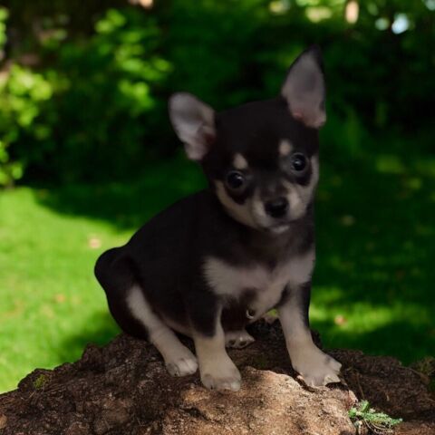 chiot 62270 Conchy-sur-canche