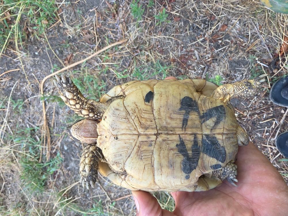   Tortue grecque femelle  