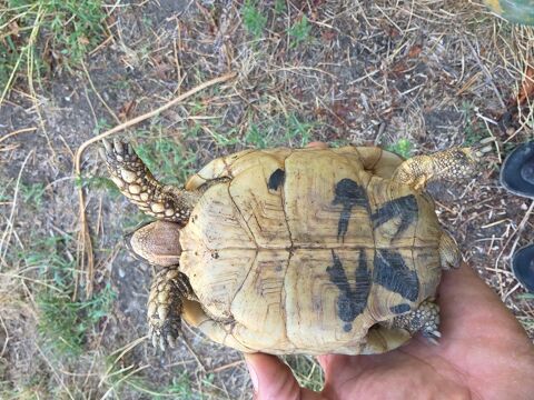 Tortue grecque femelle 200 42420 Lorette